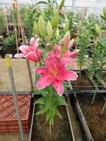 [4654 DJ OR-02 No01.JPG]